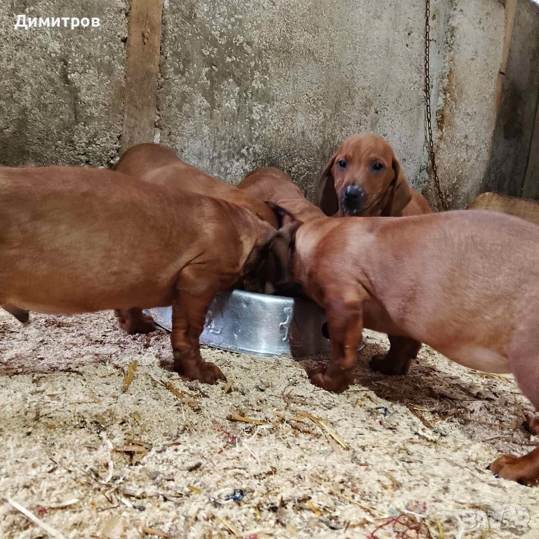 Дакелчета , снимка 1