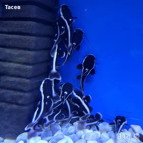 Червеноопашат сом 8см, снимка 1