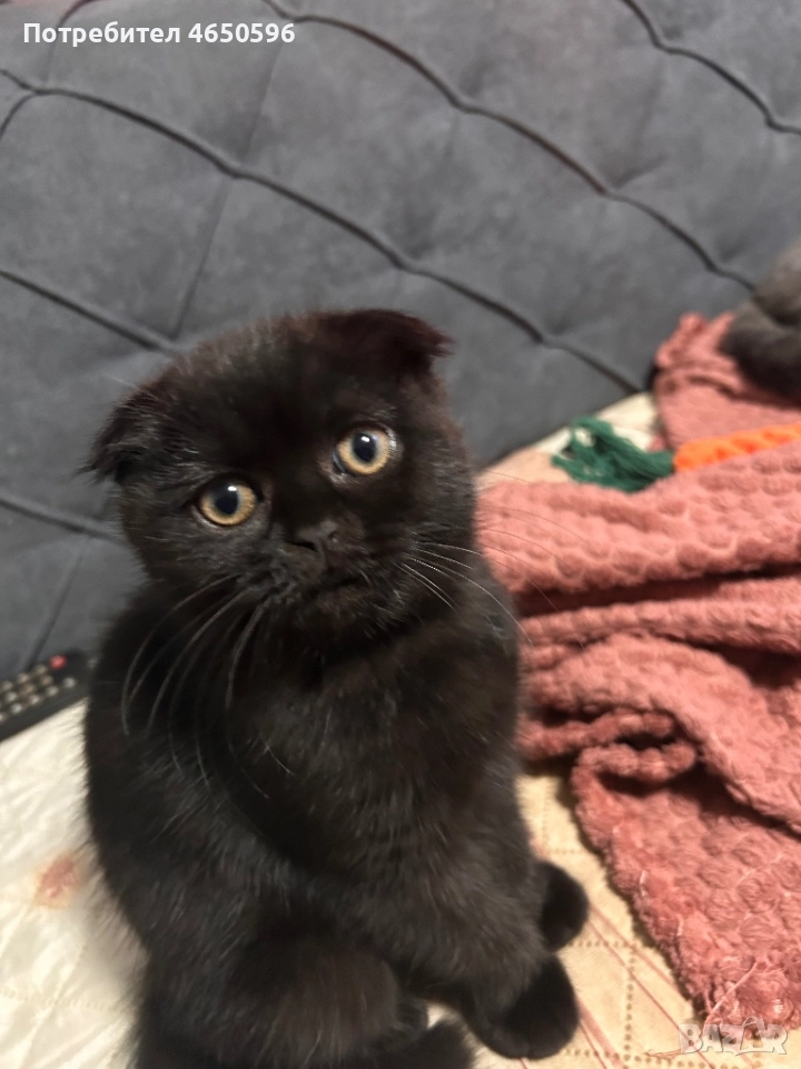 Британски котета , снимка 1