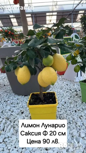 Лимон сорт Лунарио, снимка 1