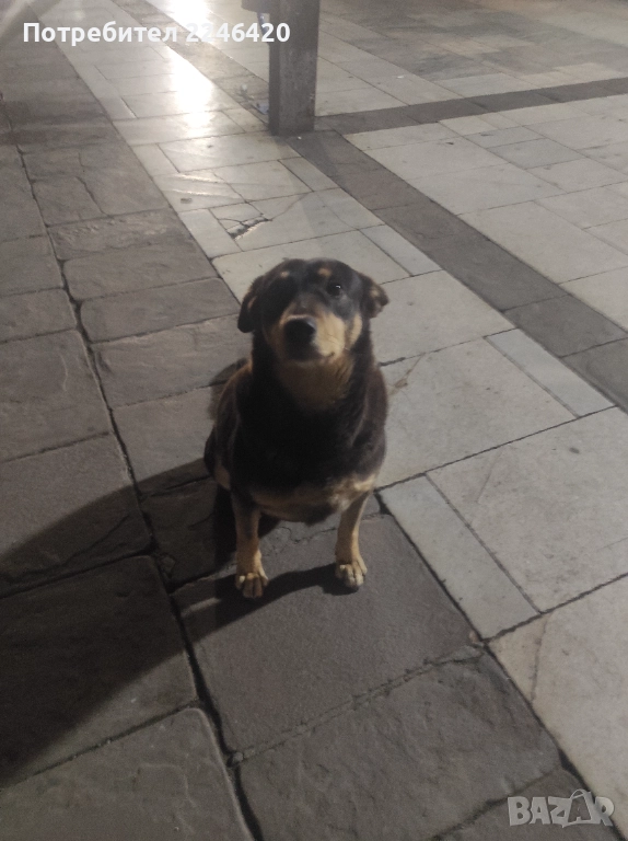 Бубка търси дом! , снимка 1