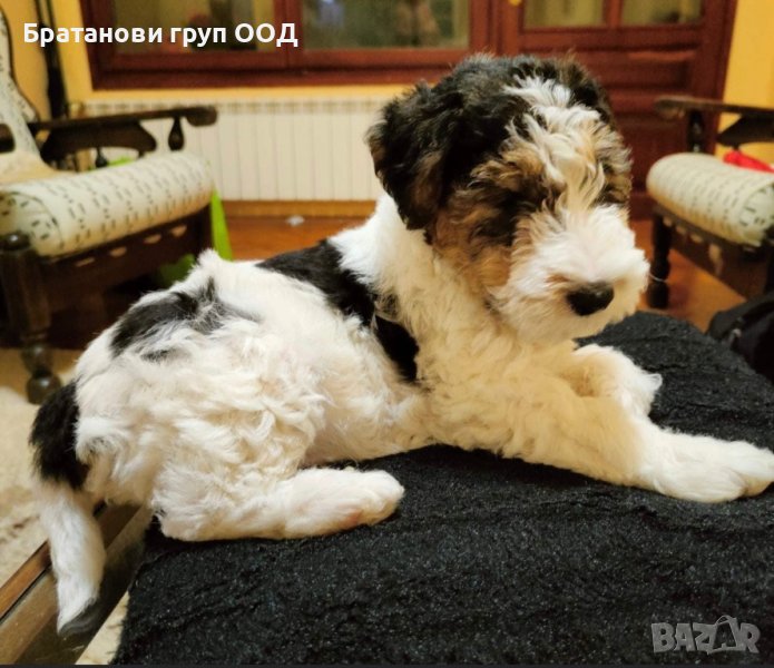 Фокс териер, снимка 1