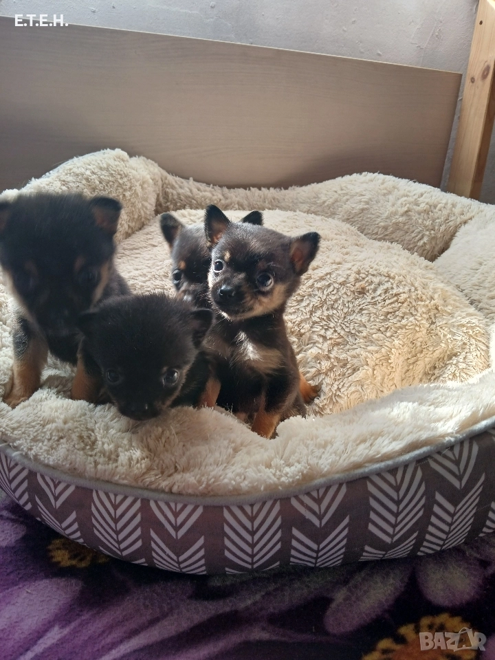 мини Пончи. 1,8 гр 350 лв, снимка 1