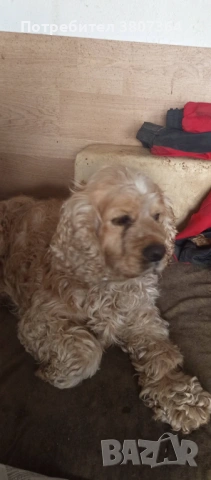 Американски Кокер шпаньол свободен за разплод , снимка 12 - Кокер шпаньол - 53486984