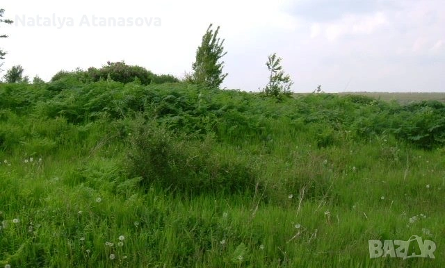 Парцел за продажба в Дряновец, област Добрич, снимка 6 - Парцели - 53656583