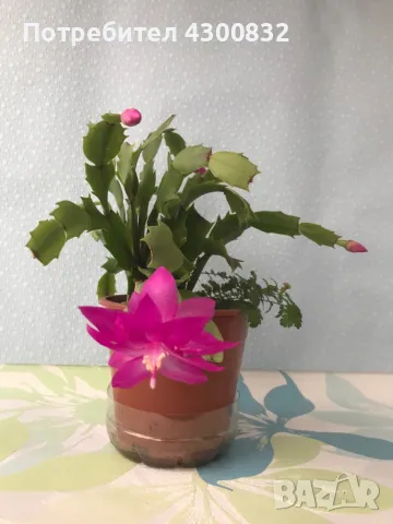 Коледниче/schlumbergera снимки 16.01.2025, снимка 1 - Стайни растения - 48509255