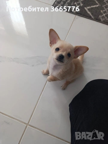 Мини пинчер родена на 10.10.2025, снимка 3 - Пинчер - 53619559