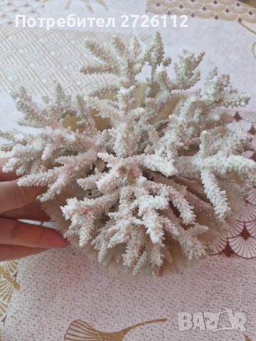 Морски артикули , снимка 10 - Декорация за дома - 46756630