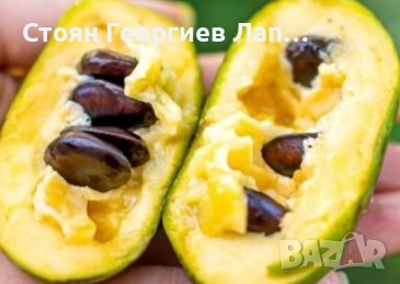 дръвчета асимина трилоба в контейнер , снимка 2 - Градински цветя и растения - 53207260