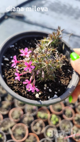  Флокс Scarlet Flame, почвопокривен, многогодишен, студоустойчив, снимка 8 - Градински цветя и растения - 53865758