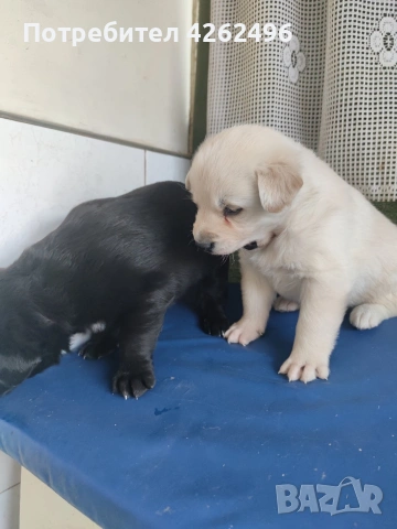 чистокръвни лабрадор ретривър, снимка 8 - Лабрадор ретривър - 53745338