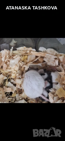 Мишки панда, снимка 2 - Други - 53562009