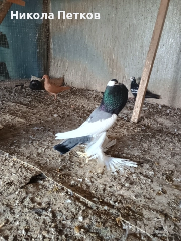 Седлати болани , снимка 5 - Гълъби - 52890583