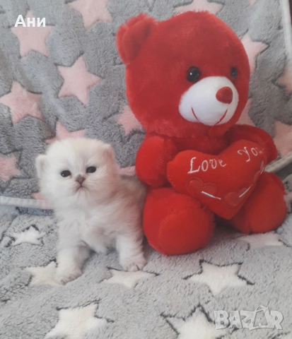 КОТЕНЦА МЕЧТА , снимка 2 - Чинчили - 52469102