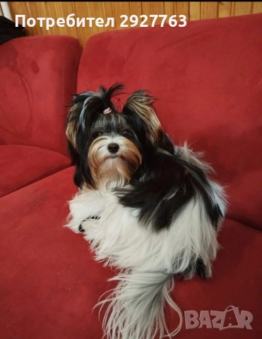 Бивер йоркширски териер, снимка 10 - Йоркширски териер - 52475821