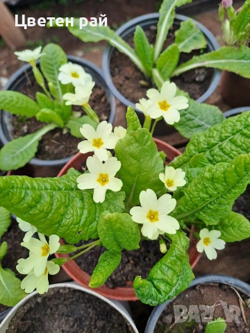 Иглика в саксия, зимоустойчиво и многогодишно растение , снимка 10 - Градински цветя и растения - 53759487