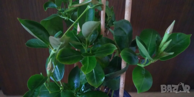 Дипладения Мандевила , снимка 3 - Градински цветя и растения - 53617184