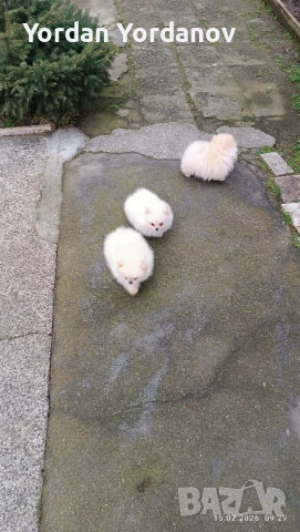 Померанчета , снимка 7 - Померан - 53490849