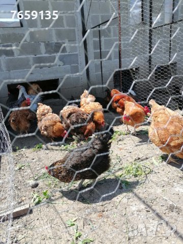 Домашни яйца, снимка 6 - Кокошки и пуйки - 40529152