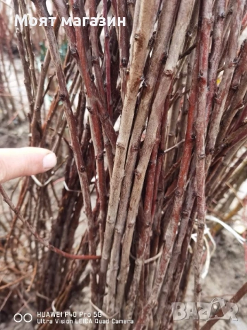 Плодни дръвчета - микс обява, снимка 9 - Градински цветя и растения - 53619194