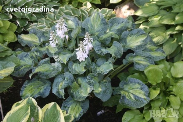 Hosta Golden Meadows (Хоста Златни ливади), снимка 2 - Градински цветя и растения - 50655319
