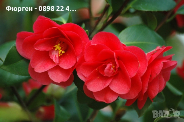 Камелия -Студоустойчива ,кичеста и вечнозелена , снимка 2 - Разсади - 49499360