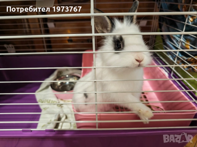 Декоративно зайче лъвска глава 