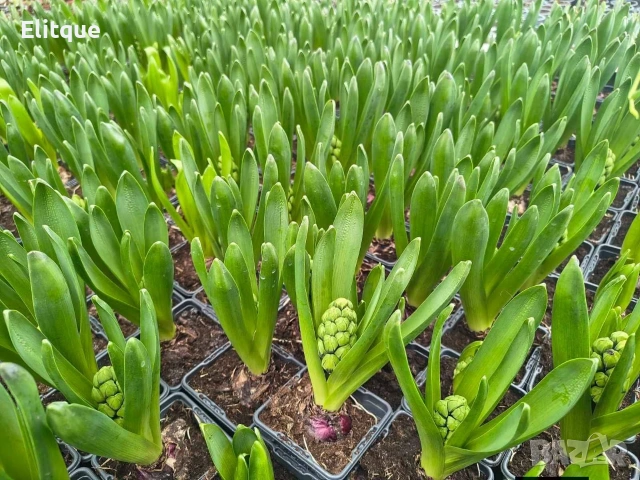 зюмбюл , снимка 7 - Градински цветя и растения - 53265198