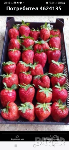 Продавам расад ягоди и малини