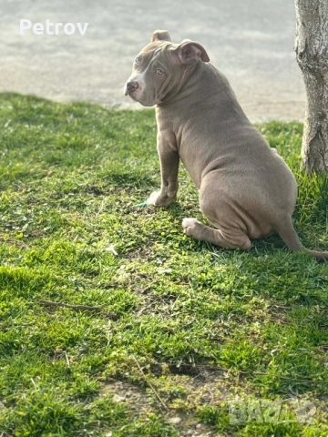 Американско були , снимка 3 - Питбул - 53690899