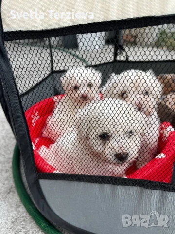 Болонки , снимка 8 - Болонка - 50991038