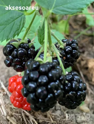 Висококачествени нови семена от хранителна Къпина без бодли Rubus rusticanus 50+ семена антиоксидант, снимка 10 - Сортови семена и луковици - 50332260