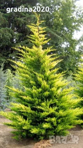 Кипарис Лейланди „Gold Rider“ (Златен ездач) Cupressocyparis leylandii ‘Gold Rider’, снимка 4 - Разсади - 55955313