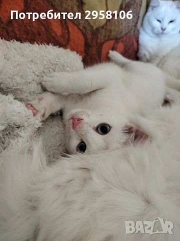коте, бяло, сини очи, 5 мес.