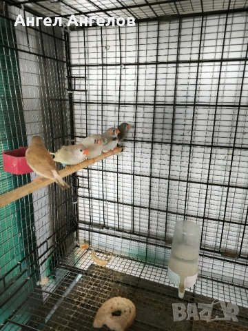 зеброви амадини , снимка 10 - Амадини - 52357881