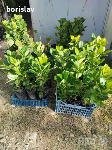 Лавровишна - жив плет, снимка 9 - Градински цветя и растения - 42635735