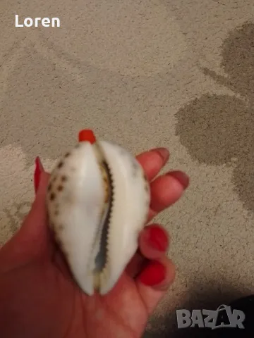 Интересен рапан леопард направен като свирка, снимка 10 - Други - 47967232