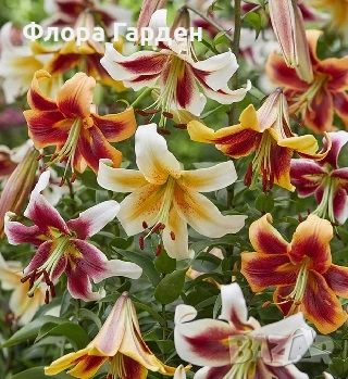 ЛИЛИУМ - Луковици, снимка 18 - Сортови семена и луковици - 40209682