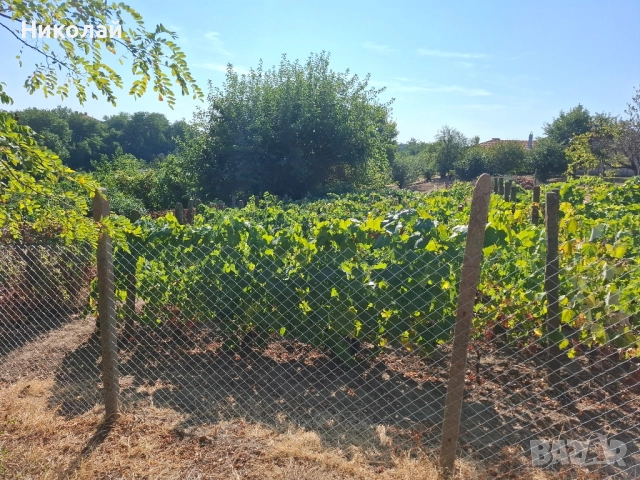 Имот в с. Калипетрово 1194 кв.м., снимка 10 - Парцели - 51746563