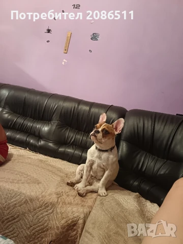 френски булдок , снимка 1