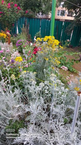 Продавам семена Сенецио/Цинерария , снимка 4 - Сортови семена и луковици - 41612963