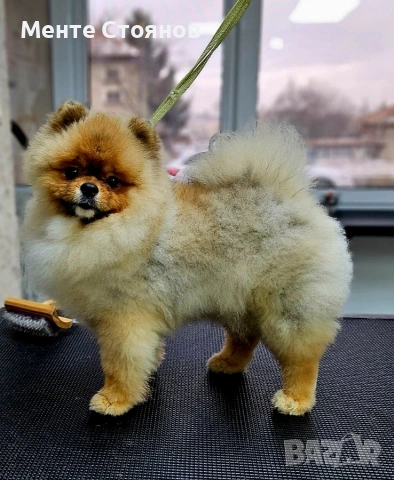 померан , снимка 11 - Померан - 53266878
