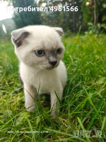 Клепоухи Британчета, снимка 6 - Други животни - 56245550