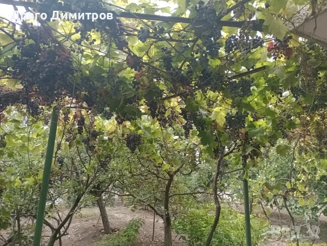 Продавам тъмно грозде,подходящо само за червено вино,обирате го цялото по асмите за 30  всичкото., снимка 5 - Домашни продукти - 56129807