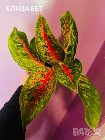 Aglaonema Aglaonema 