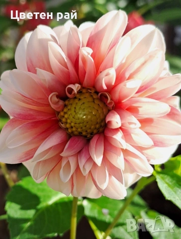 Грудки на няколко цвята далии , снимка 11 - Градински цветя и растения - 53770863