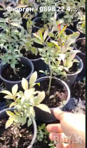 Oгнен храст - Euonymus alatus, снимка 7 - Разсади - 55709563