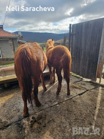 продавам Кубила и конче. #, снимка 2 - Други животни - 53631473
