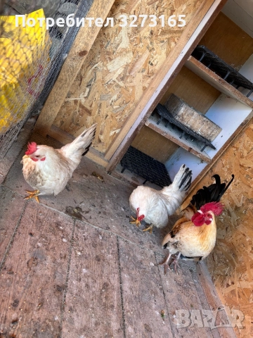  Кокошки Шабо , снимка 4 - Кокошки и пуйки - 52788552