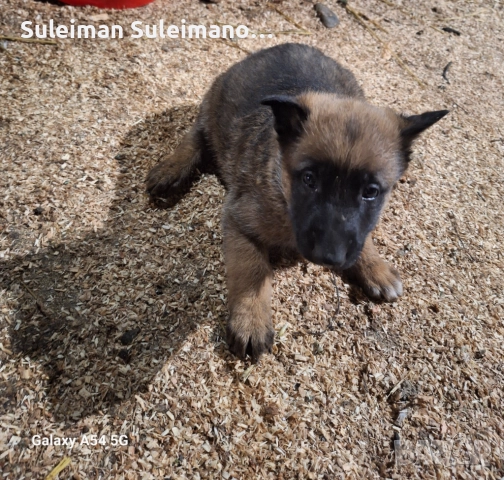 Продава се малко кученце мъшко на 36 дена 250 лв, снимка 2 - Белгийска овчарка - 52869965